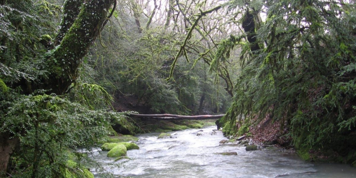 میراث جهانی: جنگل‌های هیرکانی