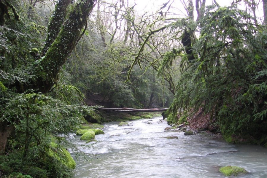 میراث جهانی: جنگل‌های هیرکانی