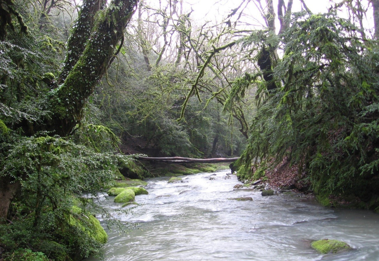 میراث جهانی: جنگل‌های هیرکانی