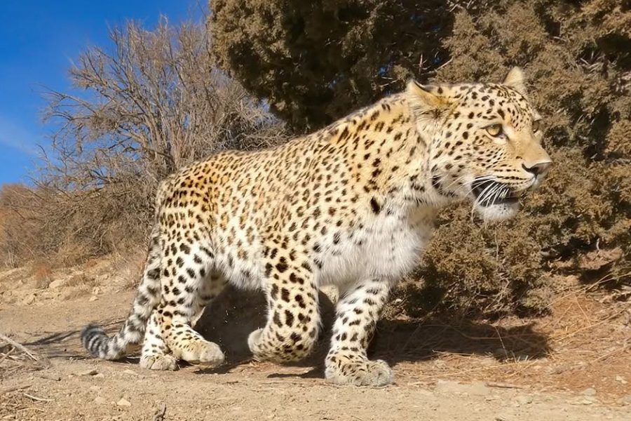 پلنگ هیرکانی