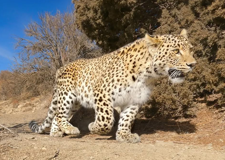 پلنگ هیرکانی